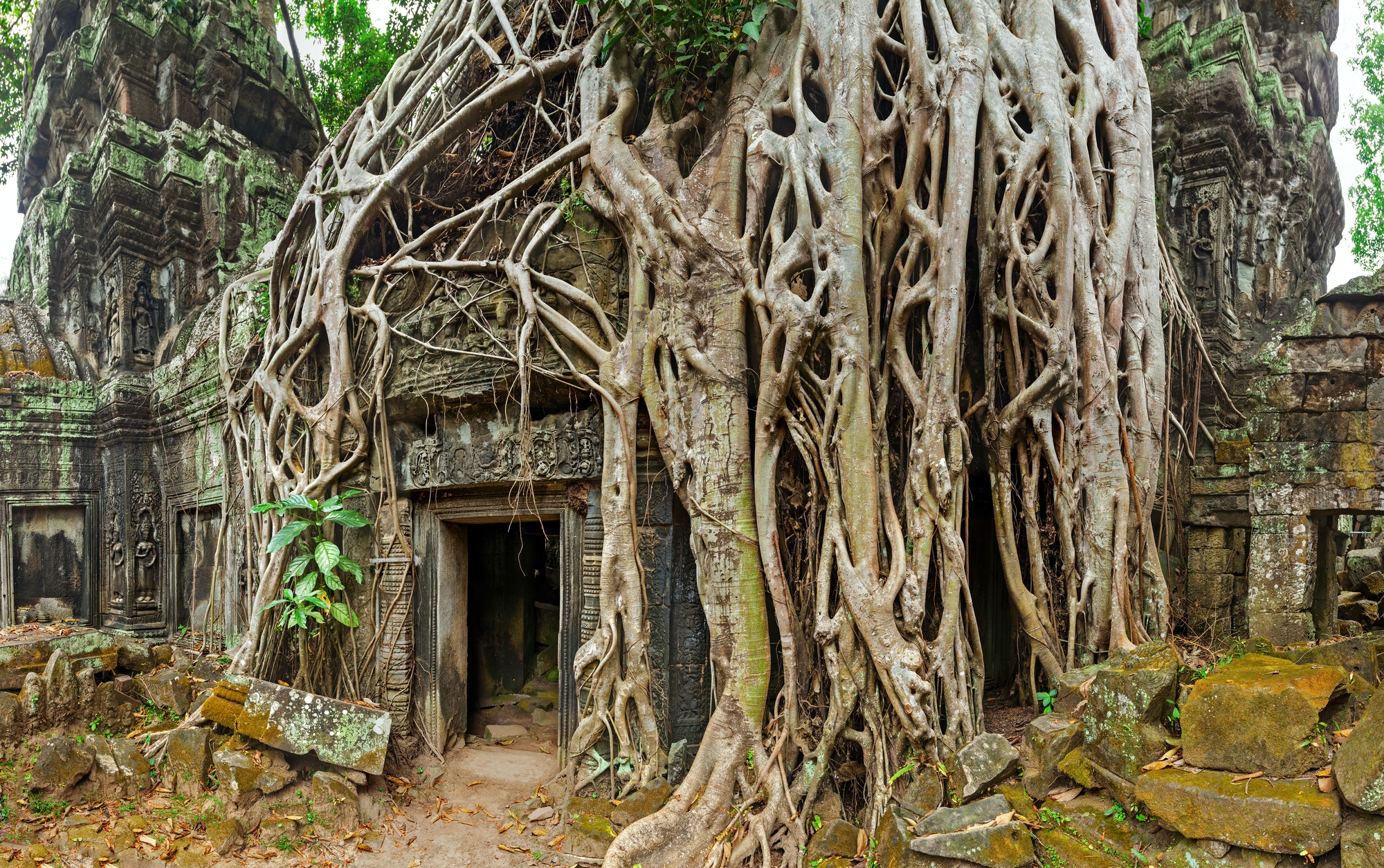 Ancient stone door and tree roots, Ta Prohm temple, Angkor, Camb