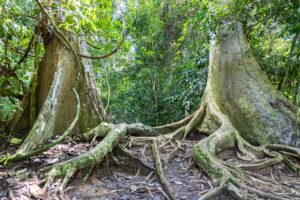 Big trunk tualang tree with huge roots at Taman Negara National Park, Pahang