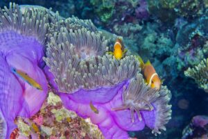 Blackfinned Anemonefish, Coral Reef, South Ari Atoll, Maldives