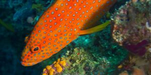 Coral Grouper, North Ari Atoll, Maldives