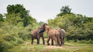 Elephants in the wild in Sri Lanka