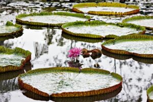 Floating lotus leaves and flower on Mekong River at Can Tho, Vietnam