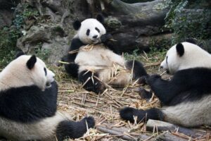 Giant Panda (Ailuropoda melanoleuca) - Wolong Nature Reserve - Chengdu - China.