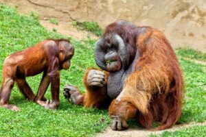 Orangutan of Borneo, Pongo Pygmaeus
