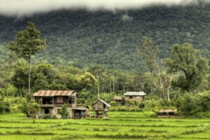 Rice Fields - Laos