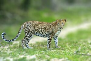 Walking Sri Lankan leopard, Big spotted wild cat lying in the na